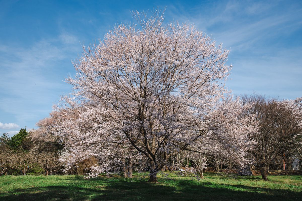 南信州の桜旅　松岡城址